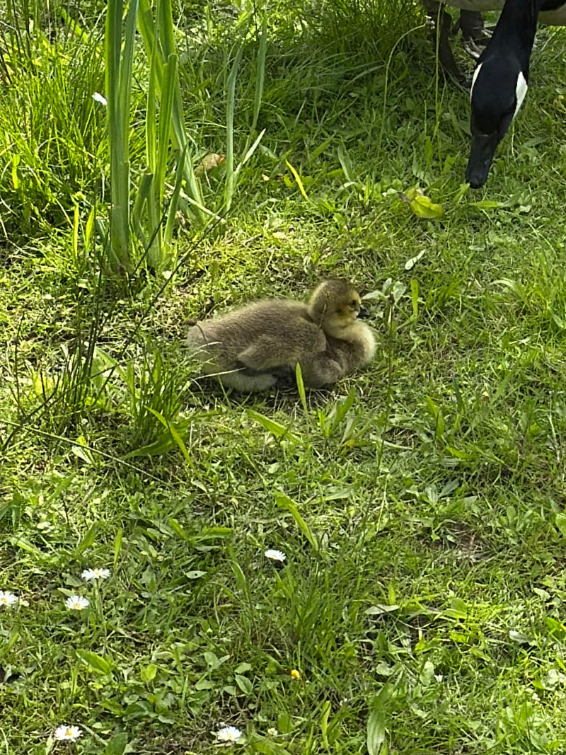 Een jong gansje van de Canadese gans rust in het groene gras, terwijl het hoofd van een volwassen vogels rechts zichtbaar is.