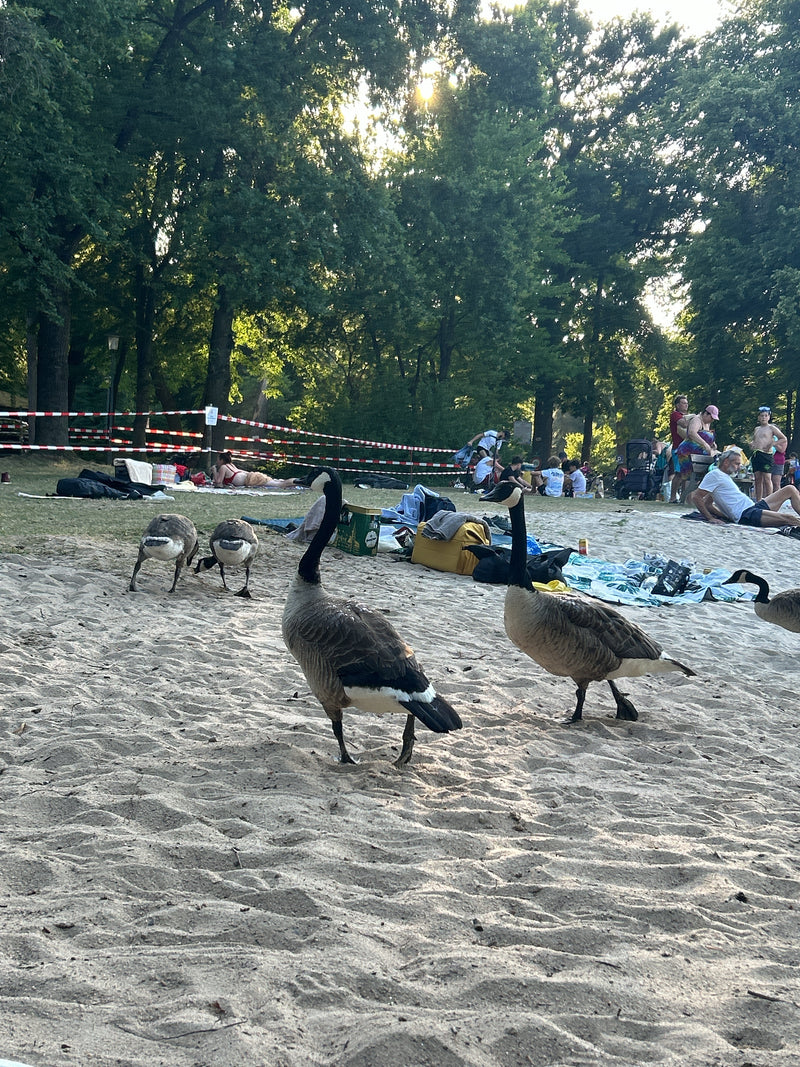 Meerdere canadese ganzen lopen over een zandstrand in een park. Op de achtergrond zijn badgasten en bomen te zien.