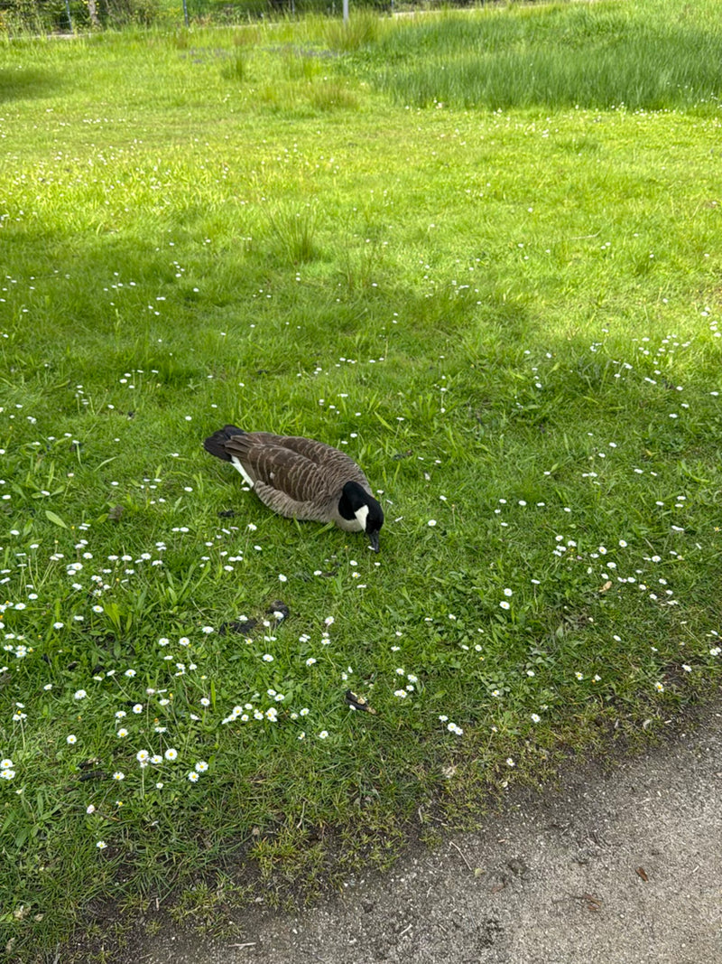 Canadese gans — Bild 5