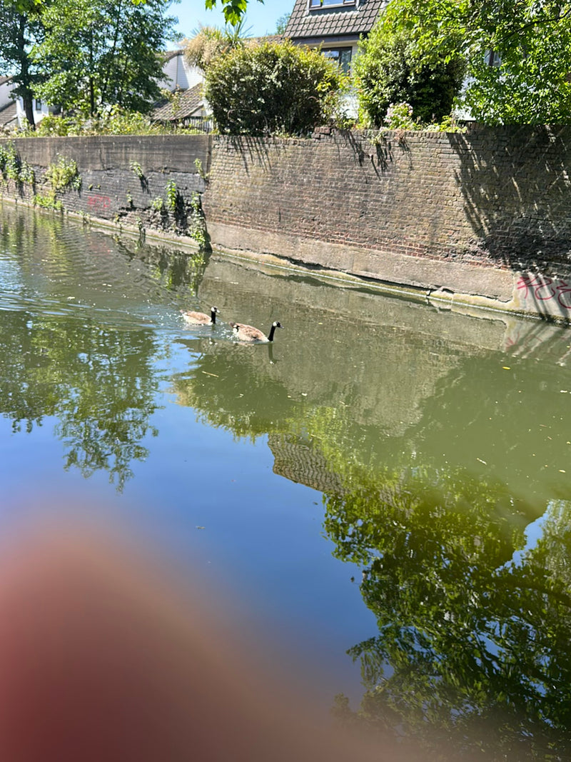 Canadese gans — Bild 2