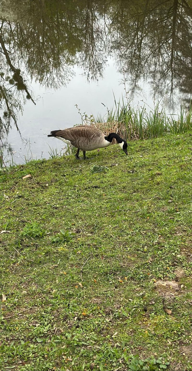 Een gans staat op een groene weide aan de rand van een water en zoekt naar voedsel. De karakteristieke zwarte kop met de witte kinband is goed te zien.