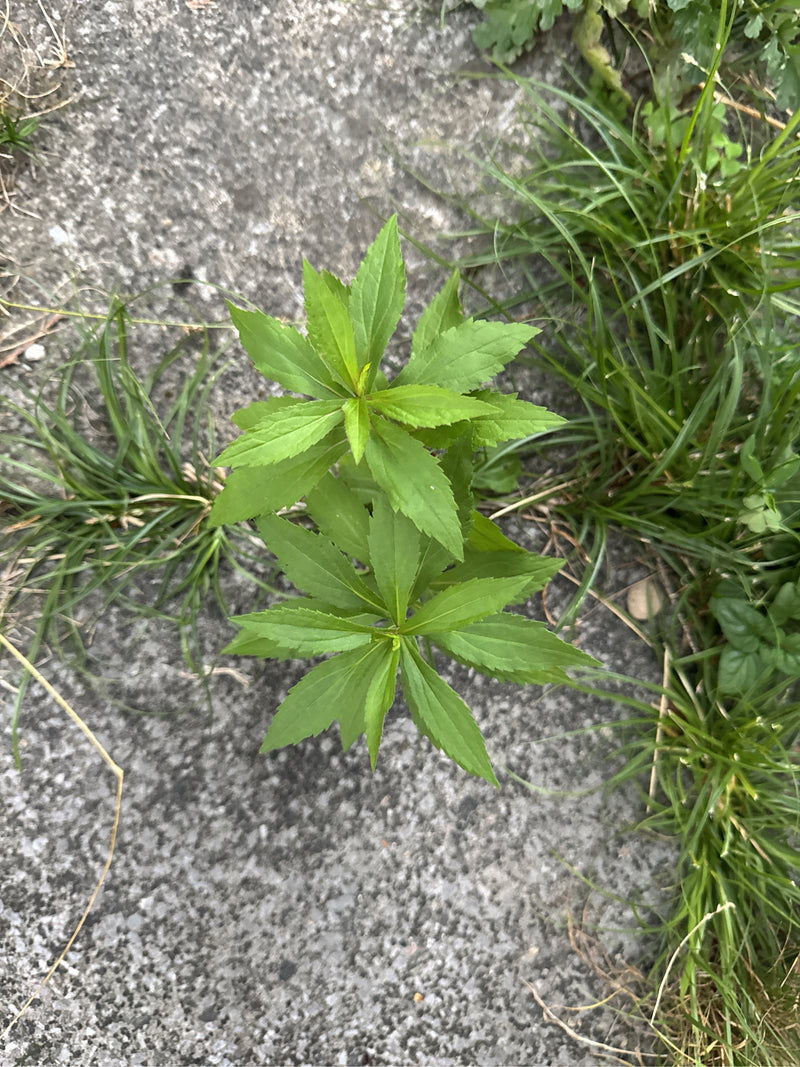 Canadese guldenroede — foto 4 van 28