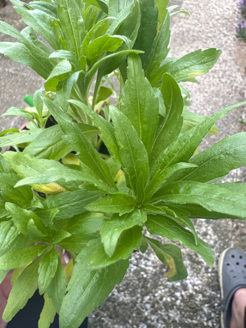 Kanadische Goldrute — Bild 1