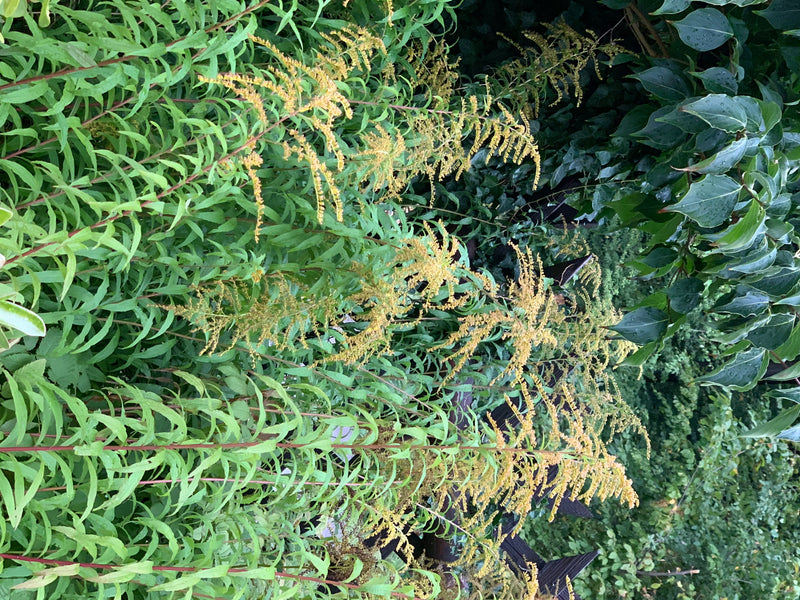 De afbeelding toont een dichte stand van Canadese roede met gele bloeiwijzen en groene bladeren. De planten staan in een natuurlijke omgeving.