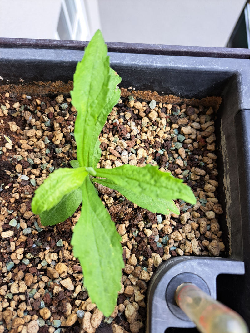 Een jonge Canadese roede is te zien met pas gevormde bladeren. De plant groeit in een plantenbak gevuld met kleikorrels.