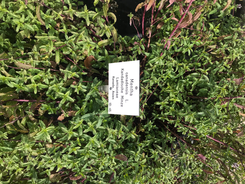 Kanadische Minze — foto 1 van 1
