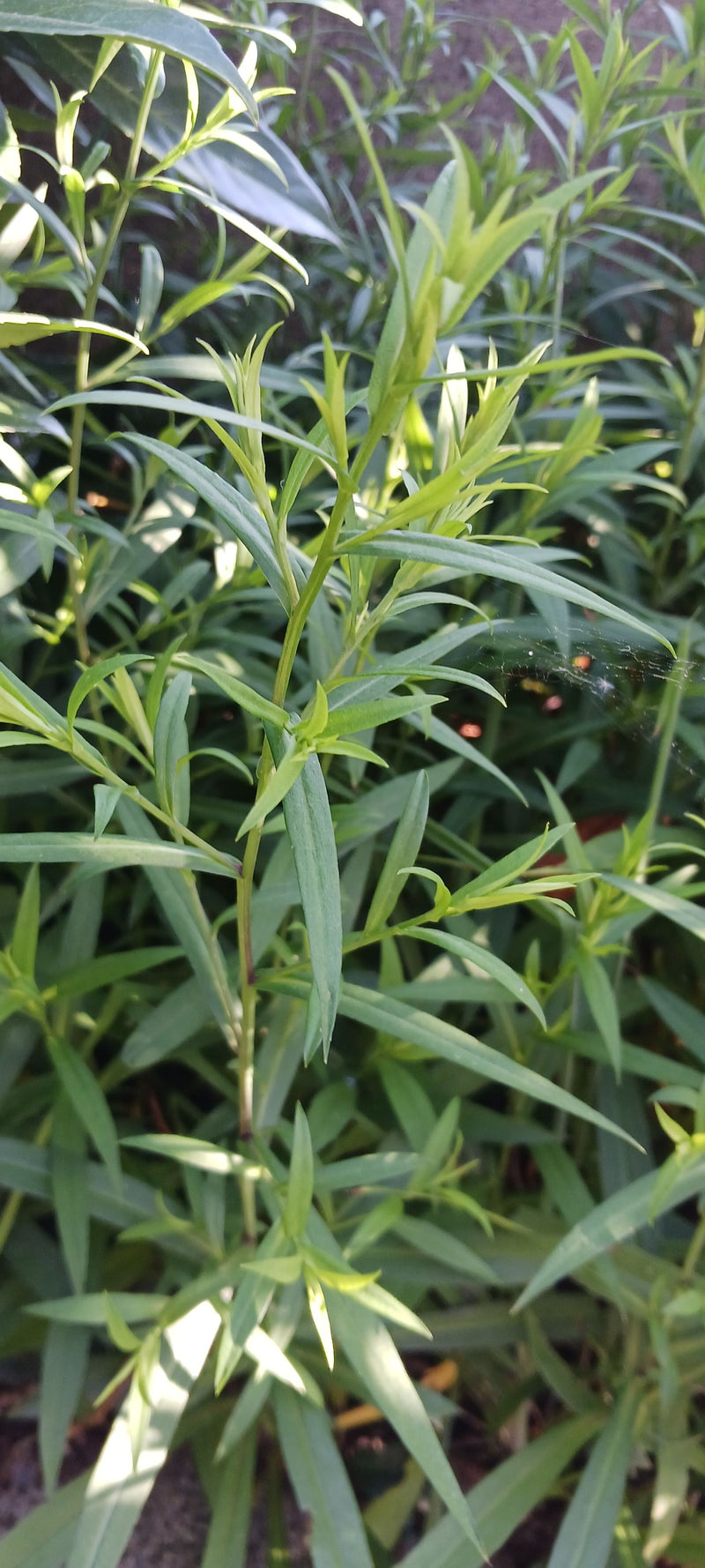 Canadese Fleabane — Bild 3