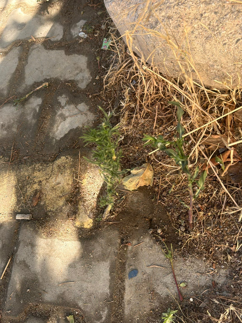 Canadese Fleabane — Bild 2