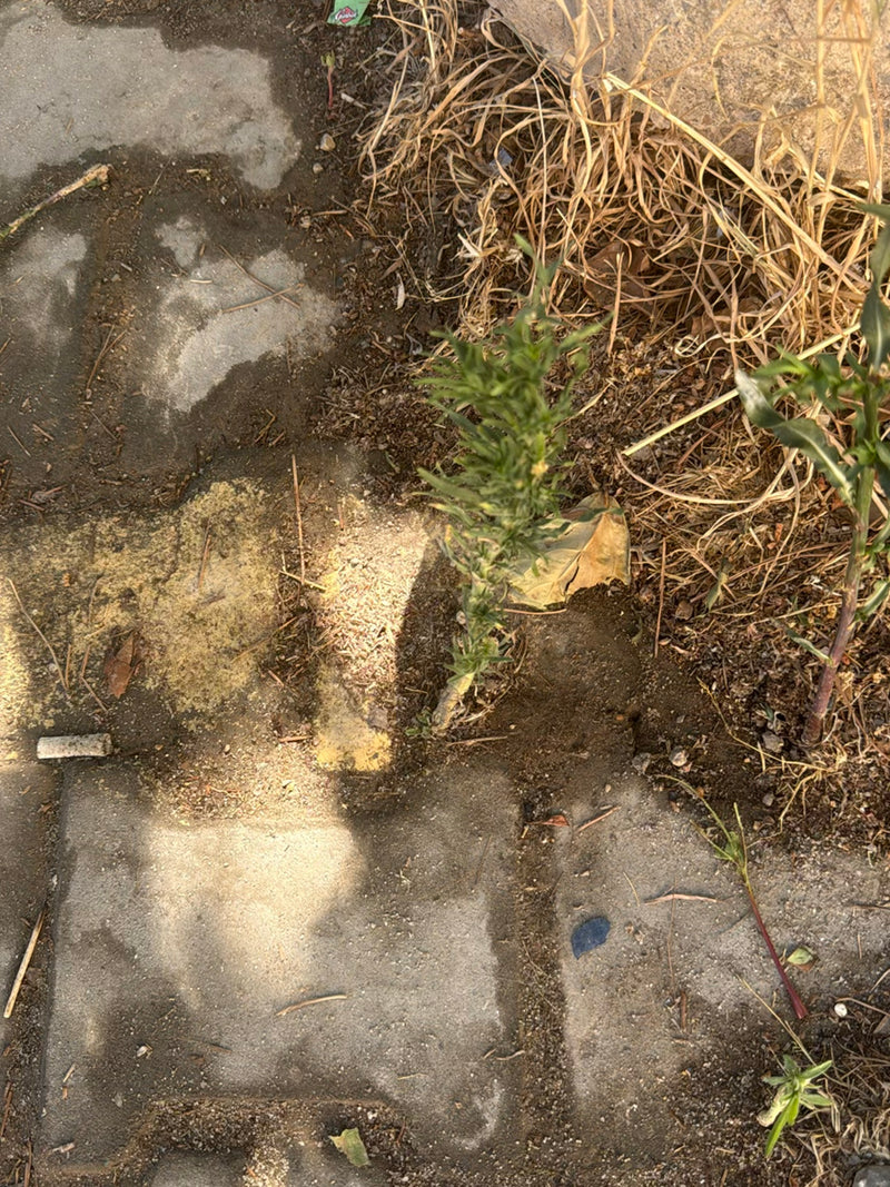 Canadese Fleabane — Bild 1