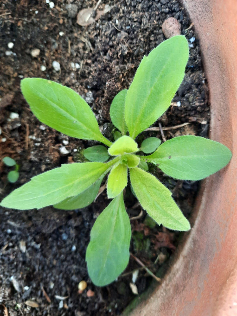 Canadese Fleabane — Bild 1