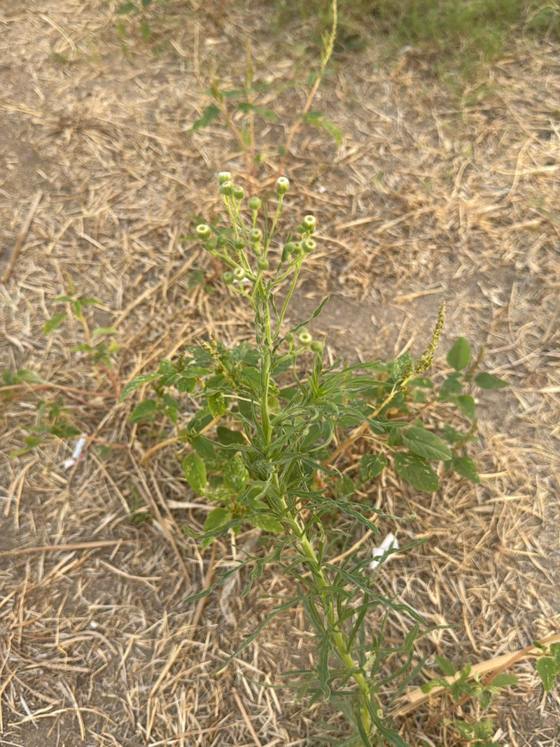 De afbeelding toont een oprechte plant met smalle bladeren en kleine knoppen op droge grond. Dit is Canadese fijnstraal.
