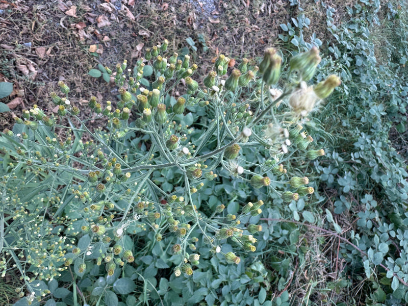 Canadese Fleabane — foto 1 van 29