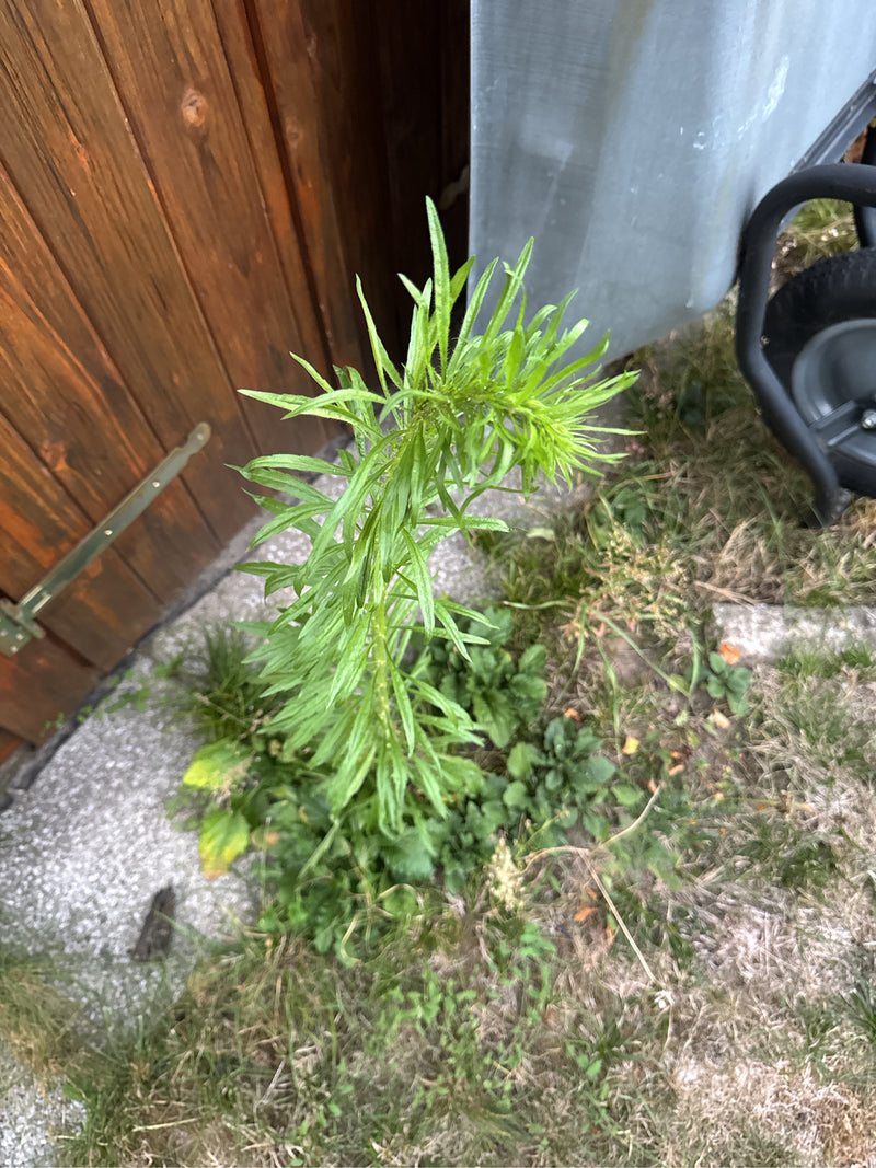 Canadese Fleabane — foto 5 van 29