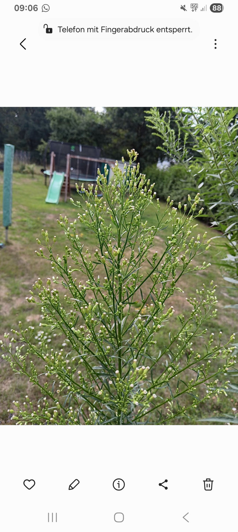 Een oprechte, sterk vertakte bloeiwijze van de Canadese fijnstraal is zichtbaar voor een gazon. De talrijke kleine knoppen en bloemen zitten op een groene st...