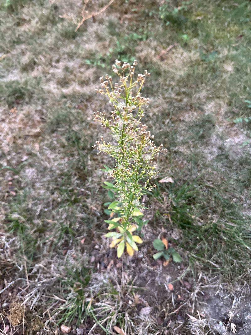 Canadese Fleabane — foto 2 van 29