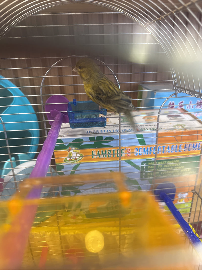 kanarie — Bild 2