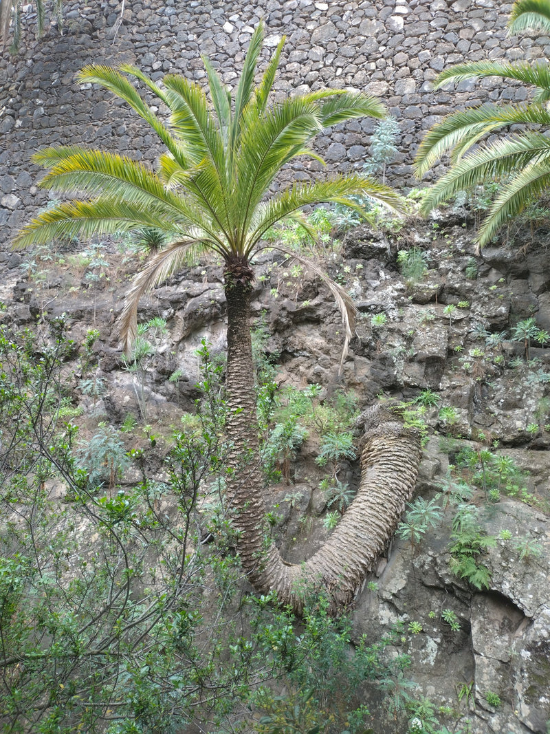 Dadelpalm van de Canarische Eilanden — Bild 1