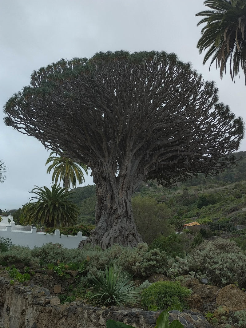 Kanarische drakenboom — Bild 1