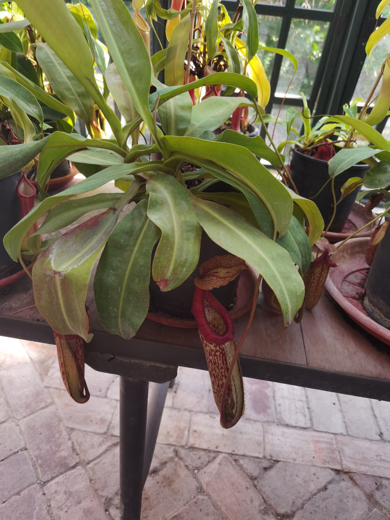 Bekerplant (hybride) — Bild 1