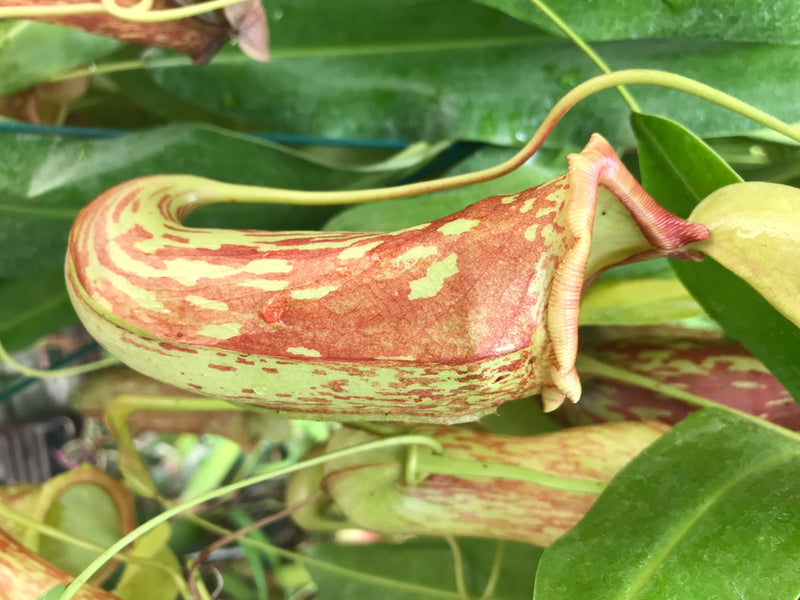 Bekerplant (hybride) — foto 3 van 3