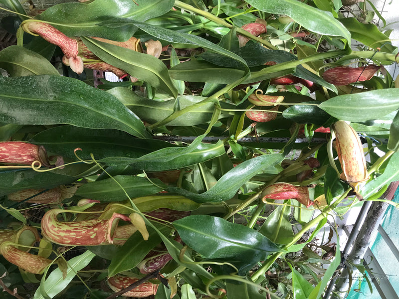 Bekerplant (hybride) — foto 1 van 3