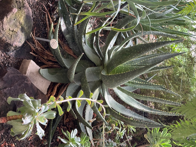 Kap-Aloe — foto 2 van 2