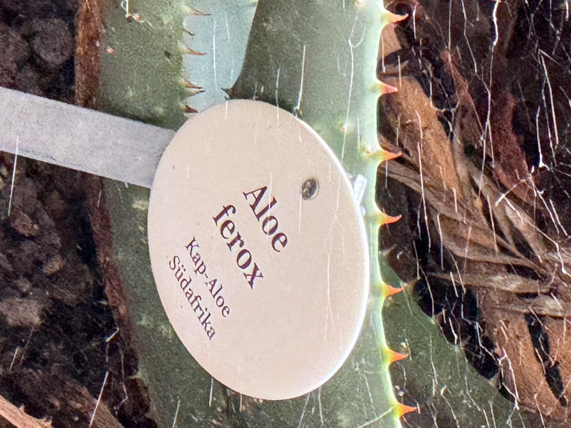 Kap-Aloe — foto 1 van 2