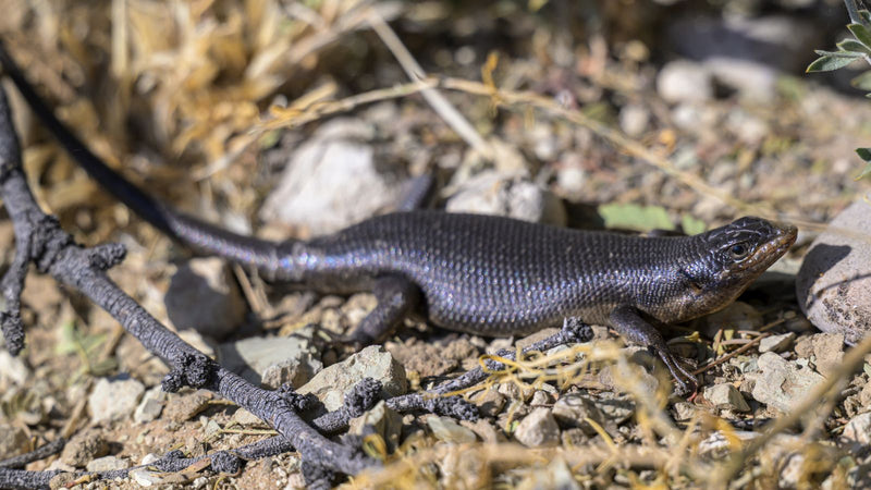 Kap-Skink — foto 1 van 1