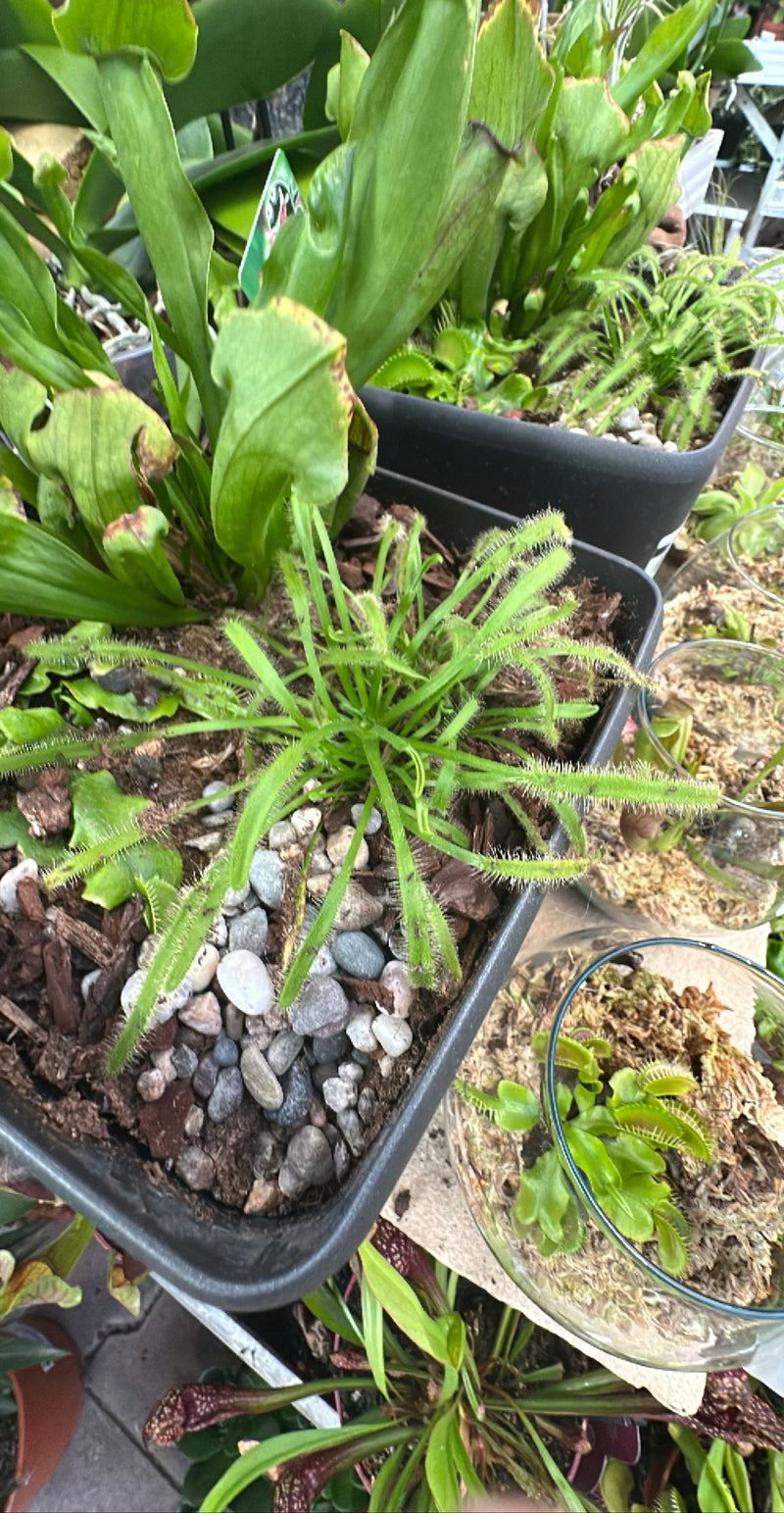 Kaapse zonnedauw — Bild 2