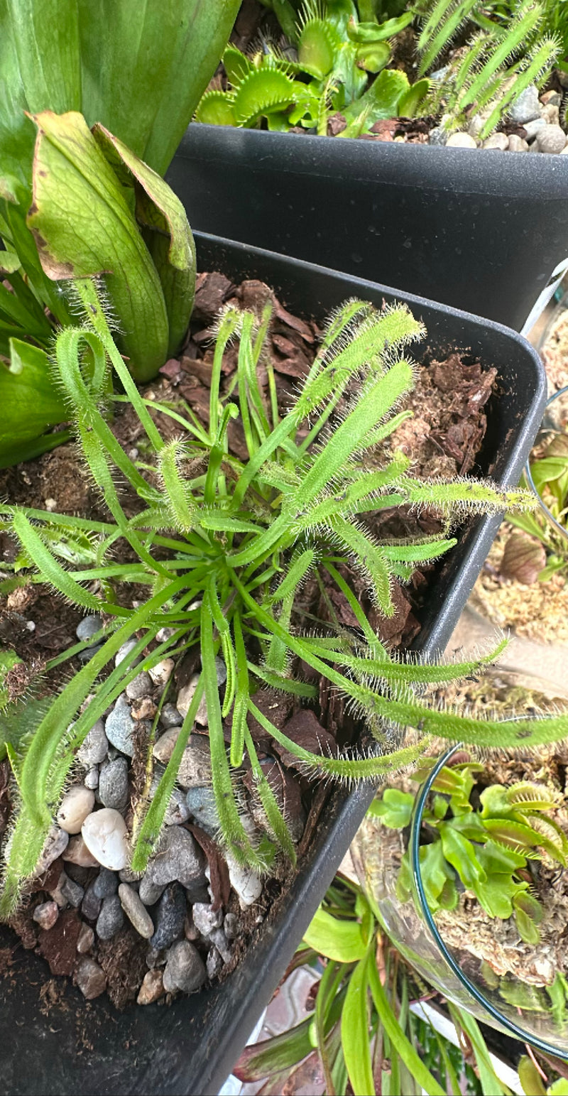 Kaapse zonnedauw — Bild 1