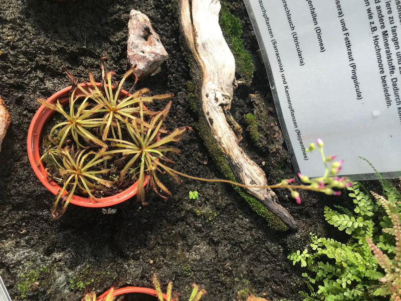 De afbeelding toont een Kaapse zonnedauw in een kleine rode bloempot. De plant toont zijn typische, met tentakels bedekte bladeren en een lange bloeiwijze.