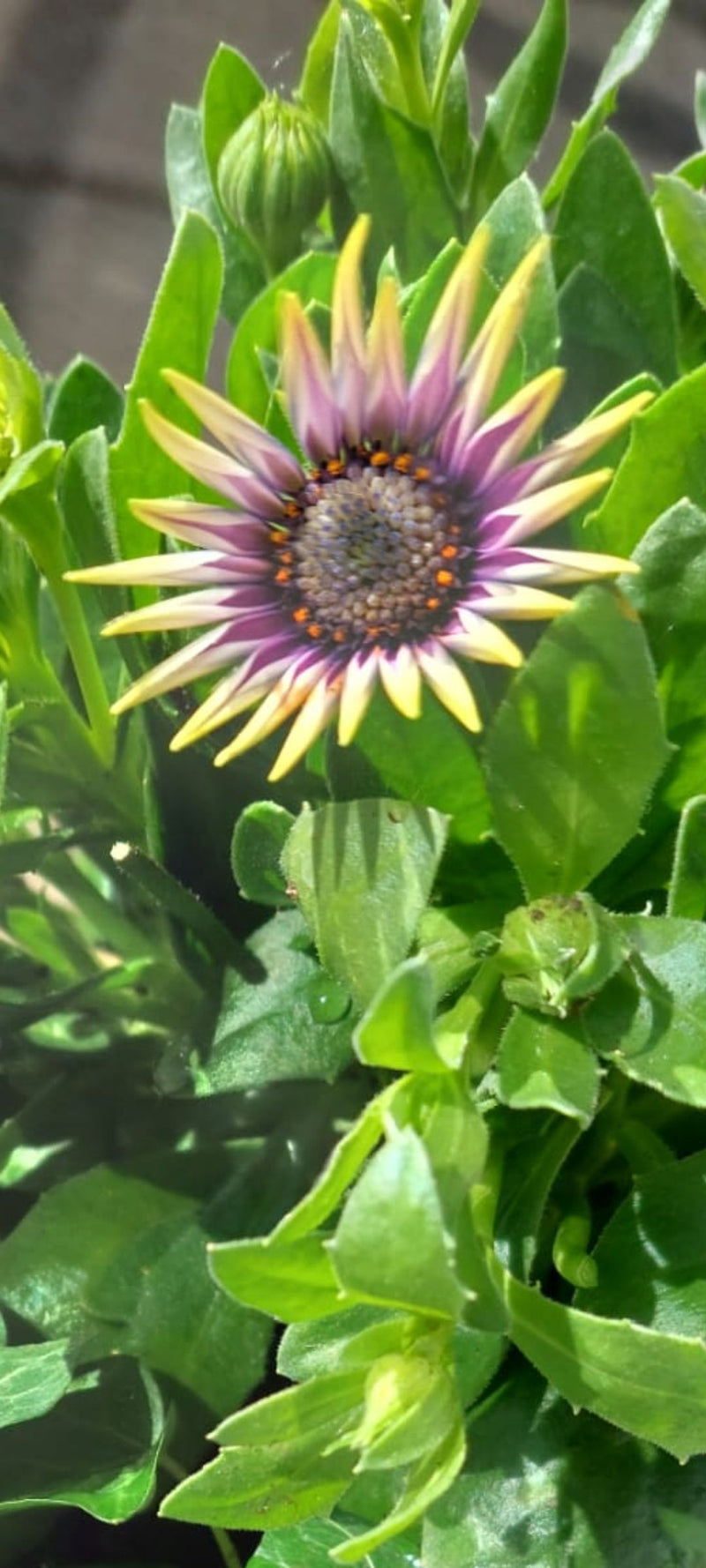 Kaapse madeliefje — Bild 1