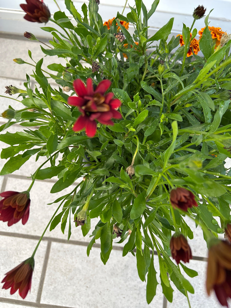 Te zien is een bloeiende Kaapse margriet met donkerrode bloemen en weelderige groene bladeren. De plant staat in een pot op een lichte ondergrond.