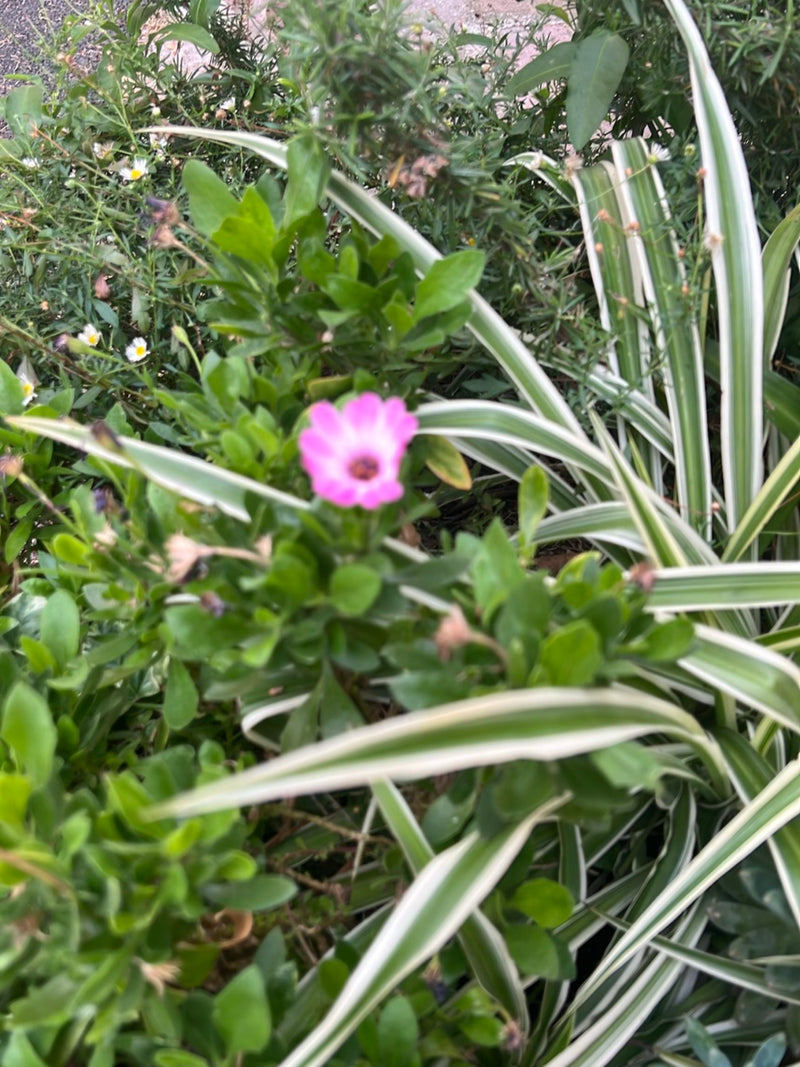 Een enkele roze bloem van de Kaapse margriet is te zien, centraal groeiend tussen groen blad en siergrassen in een bloemperk.