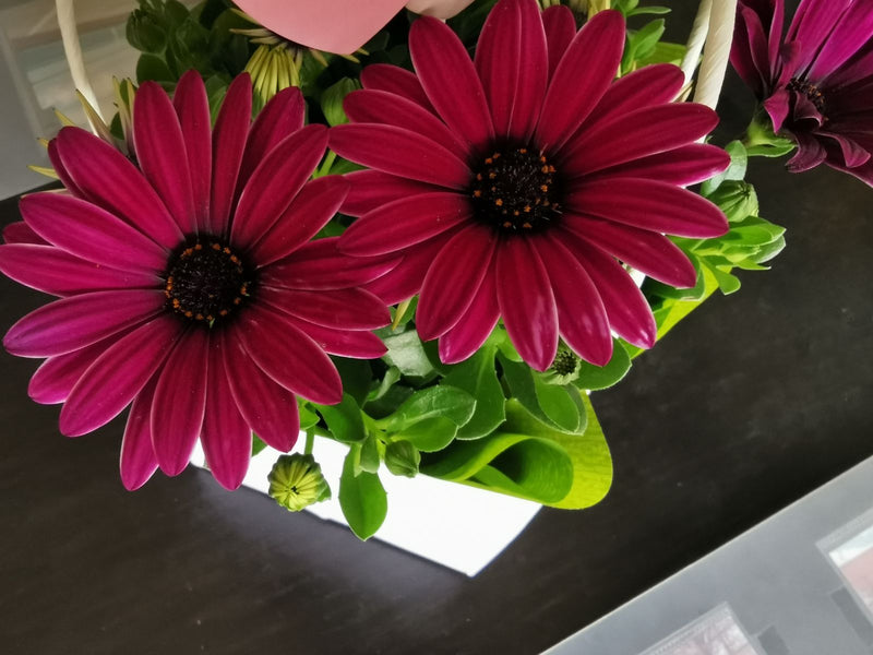 De afbeelding toont twee prachtige paarse bloemen van de Kaapse margriet in close-up. Ze bevinden zich in een plantenbak samen met groene bladeren.