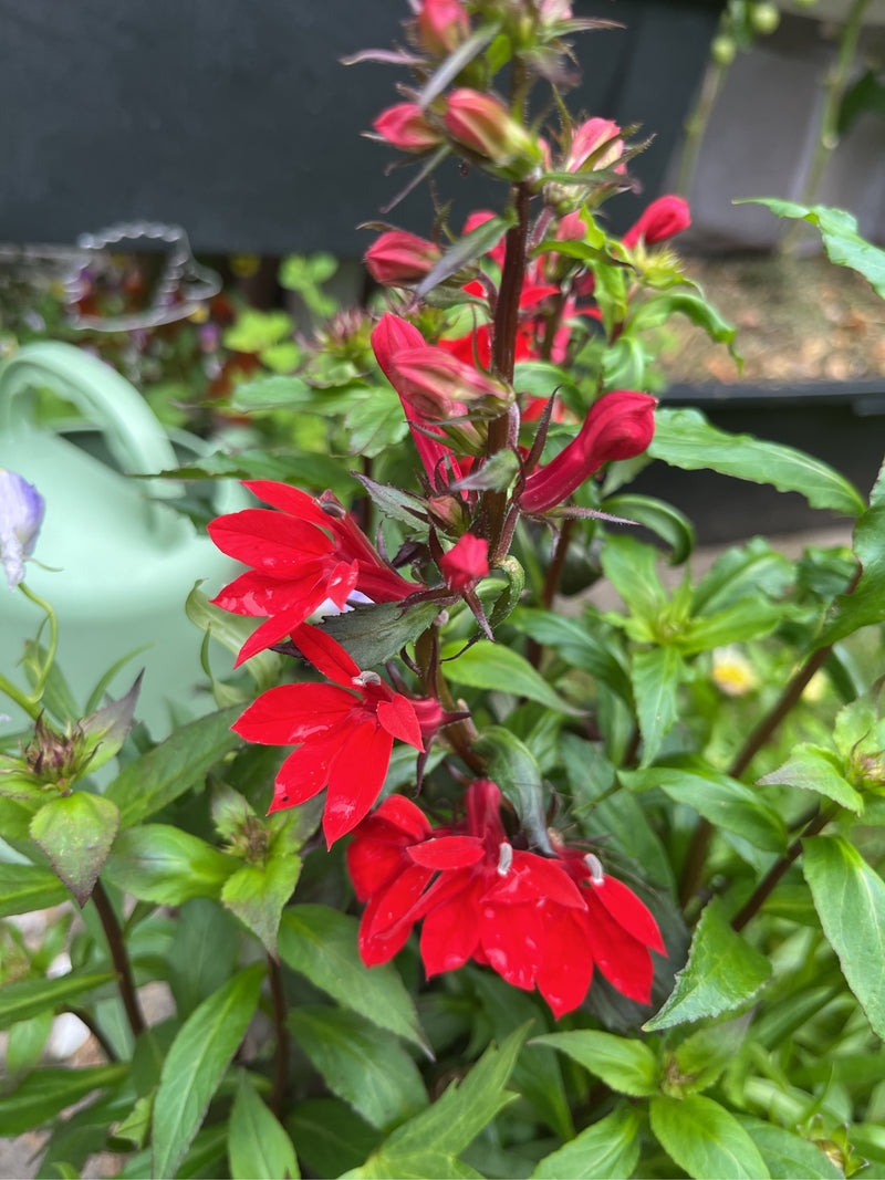 Kardinaal Lobelia — Bild 1