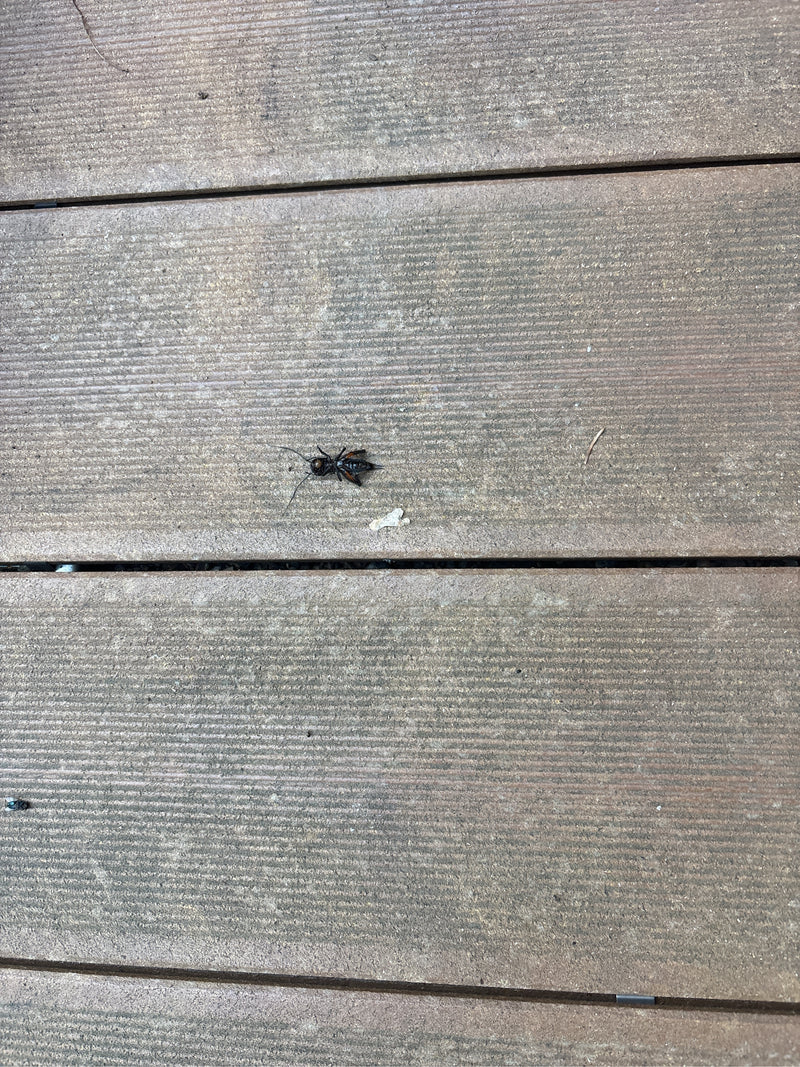 Wortel wesp — foto 1 van 4
