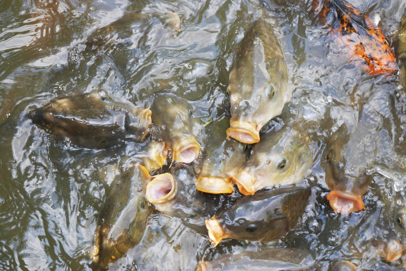 De afbeelding laat meerdere gewone karpers zien die zich verdringen aan het wateroppervlak met open bek. Ze worden van bovenaf gezien in troebel water.