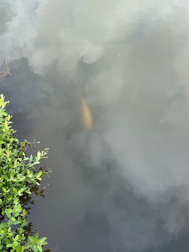 Een grote vis is zwak zichtbaar in het troebele water van een waterlichaam. Groene oevervegetatie groeit aan de linkerrand van de afbeelding.