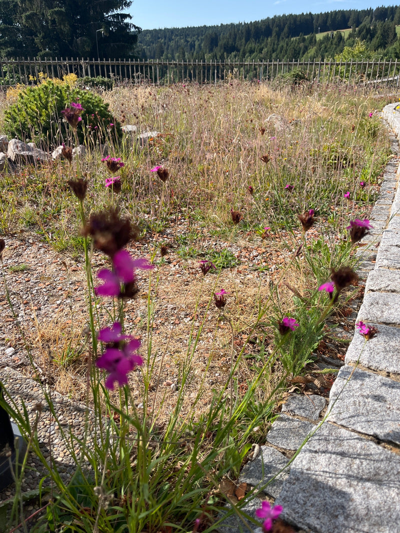 De afbeelding toont verschillende bloeiende Karthuizers anjers op een droge weide naast een verhard pad. De felroze bloemen staan op slanke stengels.