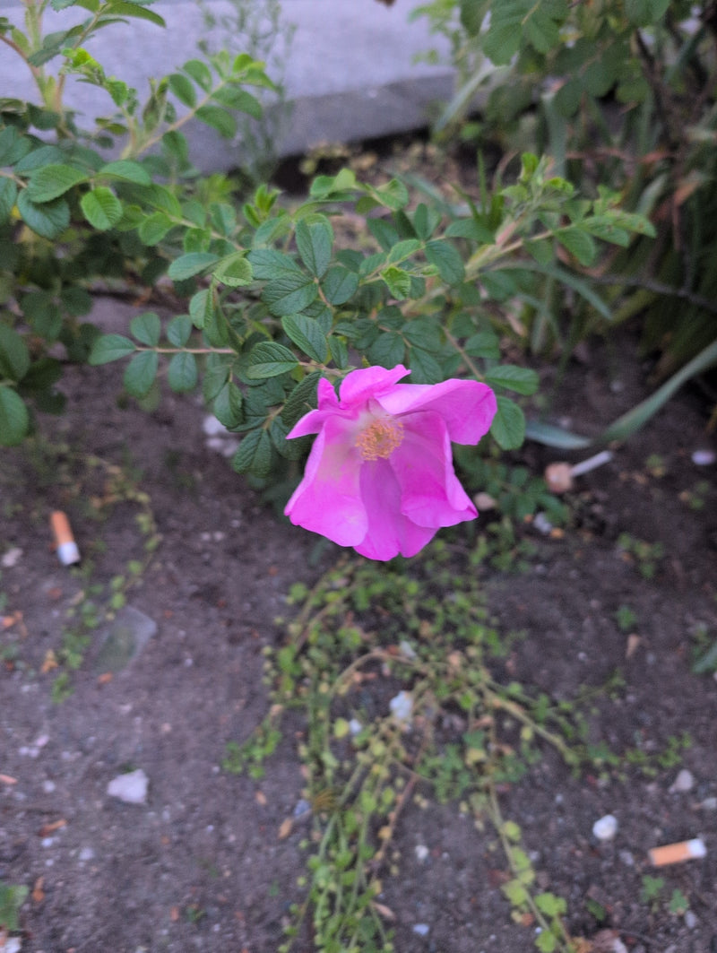 Aardappel Roos — Bild 1