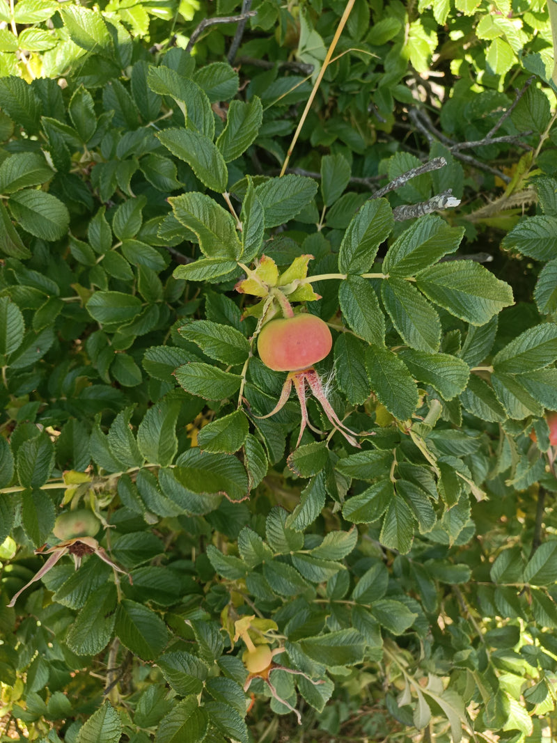 De afbeelding toont een tak van de rimpelroos met kenmerkend gerimpelde bladeren en een rood-groene rozenbottel. De plant groeit in een natuurlijke omgeving.