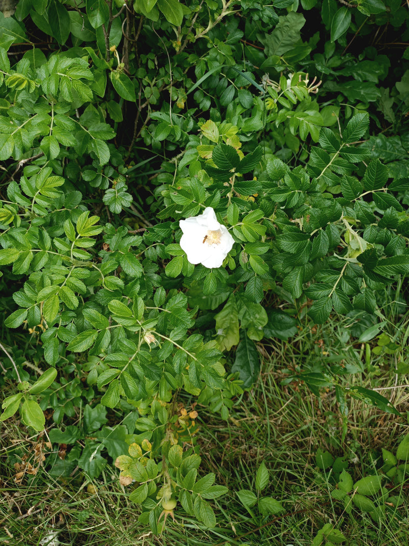 Te zien is een witte bloem van de rimpelroos te midden van heldergroene, geveerde bladeren. De opname van boven toont de gezonde struik in zijn natuurlijke o...