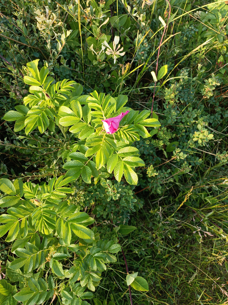 Een rimpelroos is te zien met typisch gerimpelde bladeren en een roze bloem in een weiland. De plant staat in direct zonlicht.
