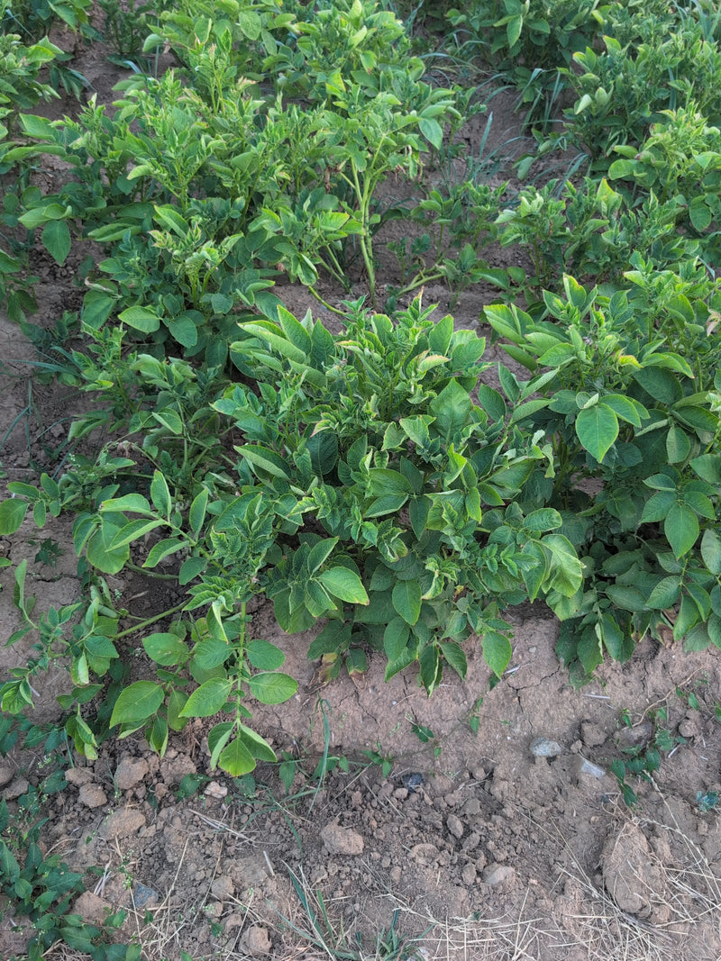 De afbeelding toont verschillende groene aardappelplanten die groeien op akkerland. De typische geveerde bladeren van de planten zijn duidelijk zichtbaar.
