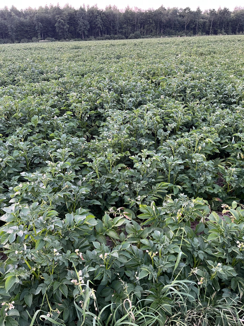 De afbeelding toont een groot aardappelveld met veel groene planten en enkele bloemen op de voorgrond.