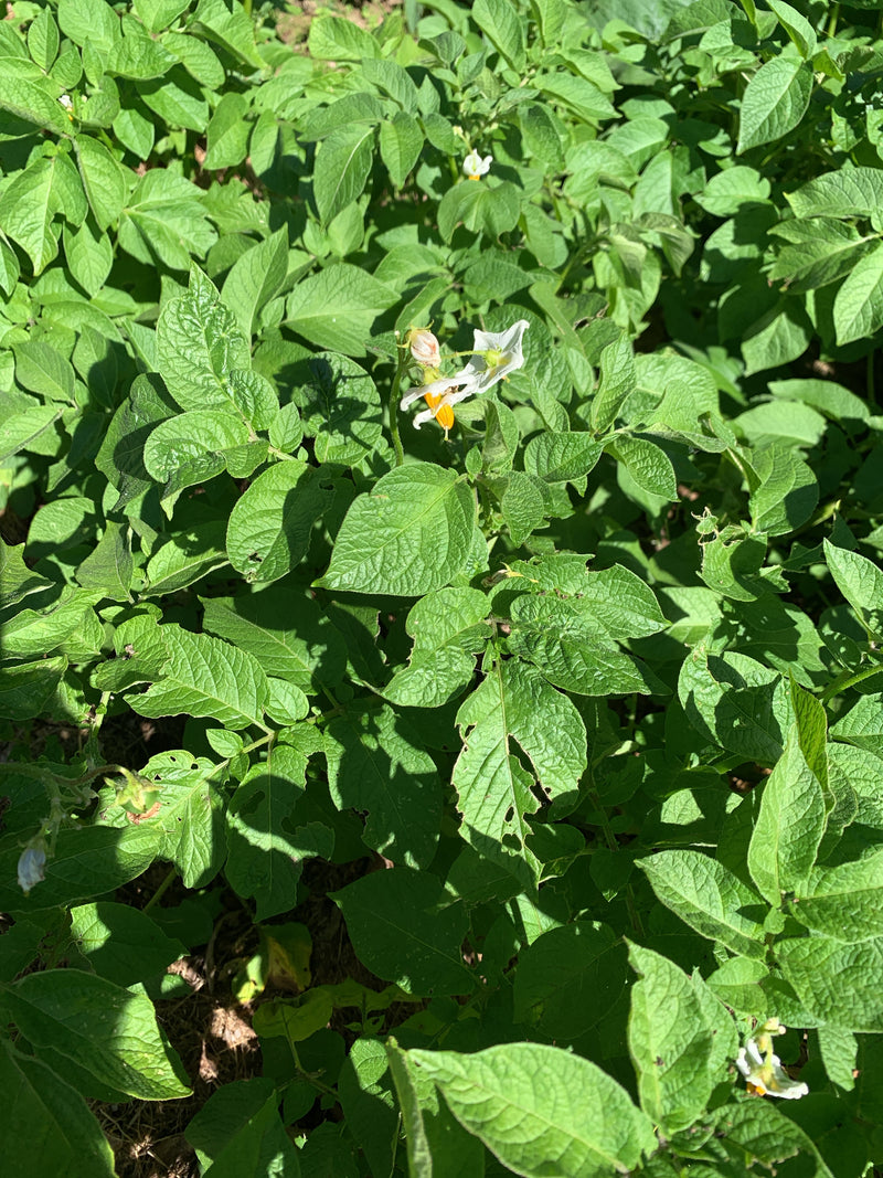 De afbeelding toont een gezonde aardappelplant met weelderige groene bladeren en een paar witte bloemen. De foto legt het bladerdak van bovenaf vast.