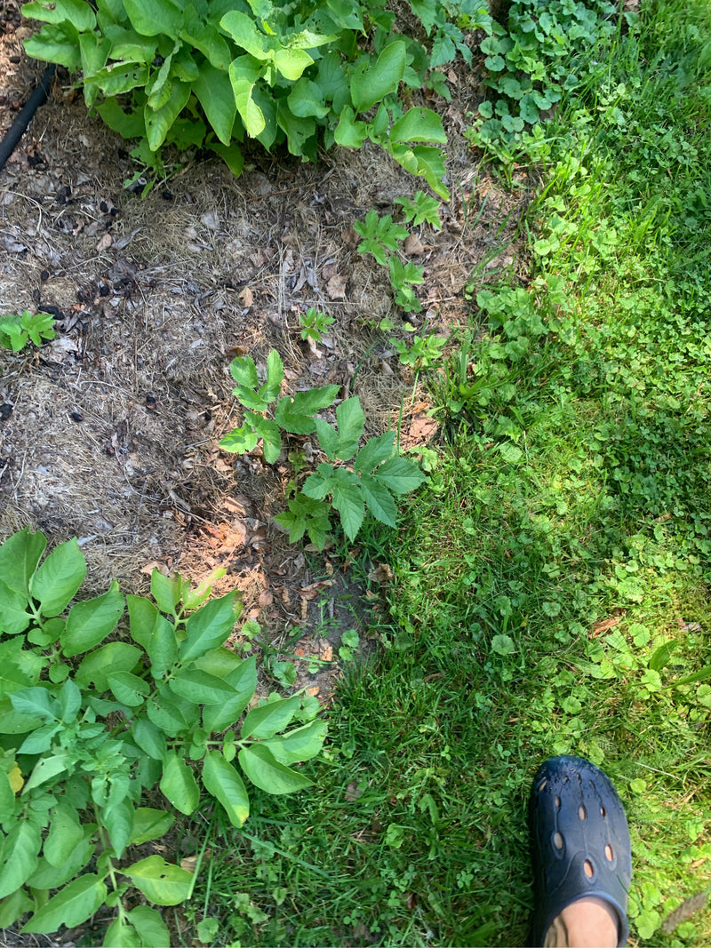 Groene aardappelplanten zijn te zien die groeien in een tuinenbed op aarde. De foto toont de planten van bovenaf in hun natuurlijke omgeving.