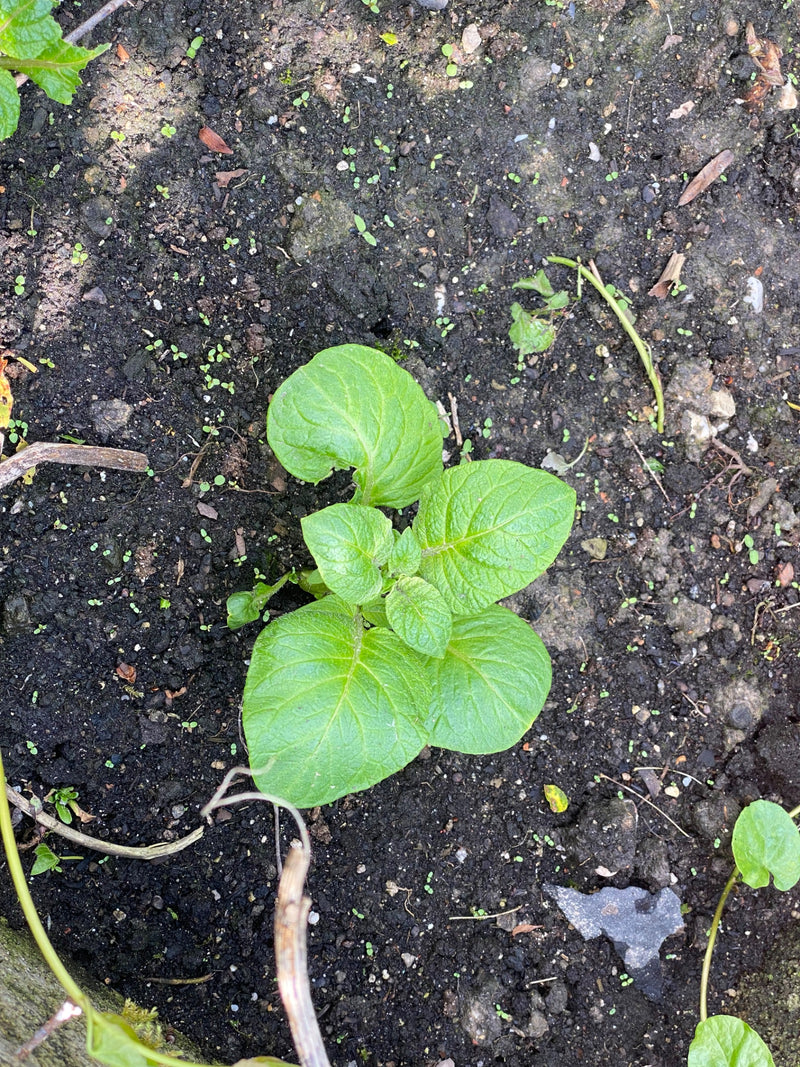 Te zien is een jonge aardappelplant met groene bladeren die uit donkere aarde groeit. De foto toont de plant van bovenaf.
