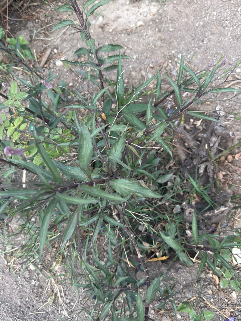 Aardappel bloem — foto 2 van 3